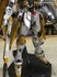 Picture of ArrowModelBuild Freedom Gundam (Custom White) Built & Painted MG 1/100 Model Kit, Picture 6