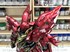 Picture of ArrowModelBuild Sinanju (Shaping) Gundam Built & Painted MG 1/100 Model Kit, Picture 9